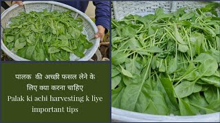 Spinach harvesting  3 se 4 bar ki palak ki harvesting ke liye zaruri tips plantcare gardeningtips [upl. by Ernst]