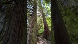 guardian old growth trees nature [upl. by Giffer208]