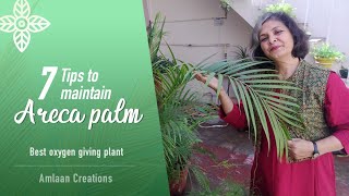 7 Tips for Complete Maintenance of Areca Palm  Best Oxygen Giving Plant [upl. by Nonrev]