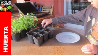 Como germinar semillas de Perejil y Cilantro  Transplante y Cuidados cosasdeljardin [upl. by Yelrebmyk803]