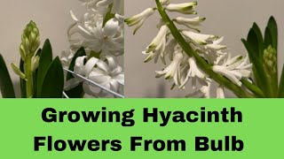 Growing Hyacinth Flowers from Bulbs  Growing Hyacinth Flowers Bulbs in Water [upl. by Thevenot]