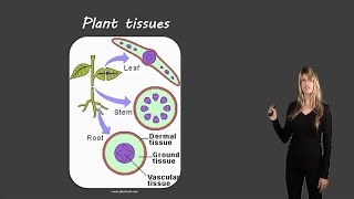 Plant tissues [upl. by Ahtinak90]