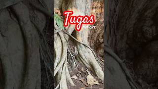 Tugas  Biggest Molave Tree in Philippines  Bud Bongao Tawitawi PH 20240510 rocamorafilms [upl. by Ahsinal]