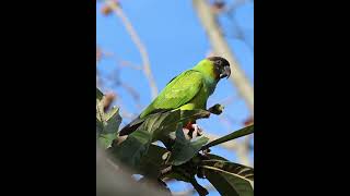 ÑANDAY NANDAY PARAKEET ARATINGA NENDAY birds aves avesargentinas wildlife naturaleza [upl. by Boone345]