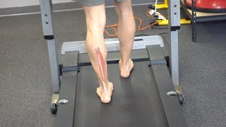 Muscle Activity During the Gait Cycle [upl. by Namaj]