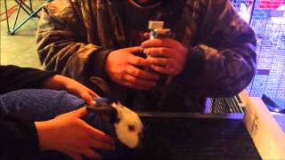 Tattooing rabbits ears with the Grand Champion tattoo kit  Jumping Jackalopes Rabbitry [upl. by Eiknarf]