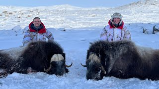 Musk ox hunting in Greenland  Jagt på moskusokse i Grønland  Jagd auf Moschusochsen in Grönland [upl. by Nork]