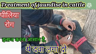 Jaundise Treatment In cattleJaundise in animal symptomsपीलिया रोग का इलाज [upl. by Iah]