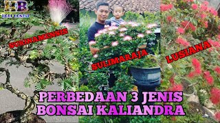 PERBEDAAN 3 JENIS BONSAI KALIANDRA [upl. by Bowes900]