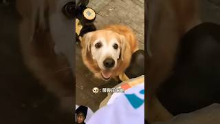 Dog sad story vlog dog 8bit pets automobile shortsfeed funny naat allahmuhammad comedy [upl. by Ecinehs]