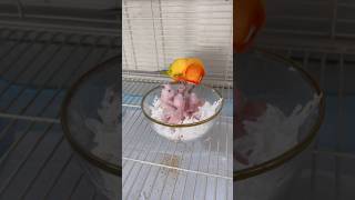 Mom Parrot Feeds🐥Heartwarming Moment birds parrotlife parrotcare parrot pets shorts [upl. by Annaya453]