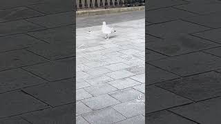 He is not stealing my Greggs ever 😭 funny seagull vultures [upl. by Nodmac235]