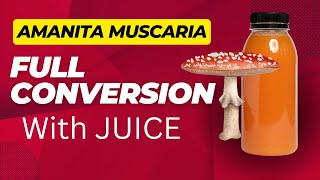 Convert Amanita Muscaria With Juice [upl. by Donough499]