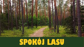 Spokój lasu The peace of the forest Dronevideo asmr [upl. by Winou]