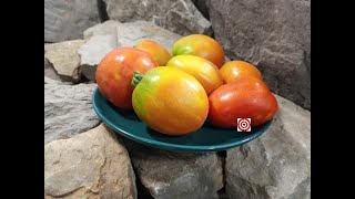 Dwarf Woolly Tomato Seeds For Sale At Bounty Hunter Seed [upl. by Quintilla]