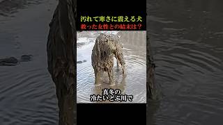 汚れて寒さに震える犬を救った女性との結末は？動物 感動 animals [upl. by Brenn107]