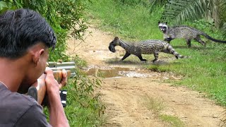 Full video 3 days of hunting weasels hunting wild ratsfield birds and catching fish to survive [upl. by Shirline]