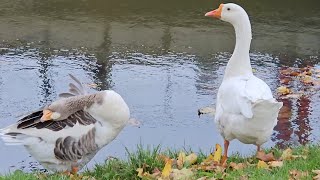 Domestic geese couple [upl. by Nav477]