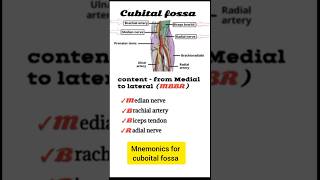 Cubital Fossa Anatomy  Mnemonic MBBR for Medial to Lateral Structures  Medico Quiz [upl. by Siraval]