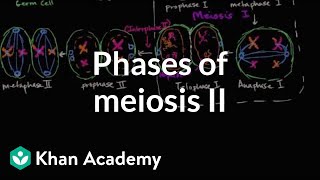 Phases of meiosis II  Cells  MCAT  Khan Academy [upl. by Mann]