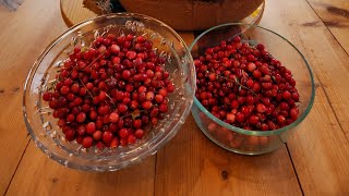 Cranberry Picking in Southeast Alaska [upl. by Inig]