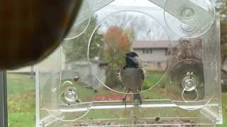 More Slow Motion Chickadee Antics at the Feeder [upl. by Jena]