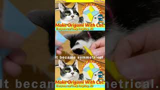 【Funny cats】 Make Throwing star origami with a cats 【English subtitles】shrots [upl. by Sacken]