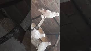 frillback pigeons breeder pair for sale in lahore [upl. by Inol]