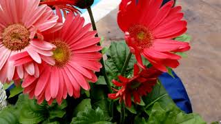 Gerber Daisies How to Grow  Plant Spotlight [upl. by Hsur824]