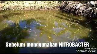 Nitrobacter di kolam ikan nila tanpa air mengalir [upl. by Alocin]