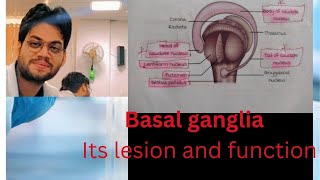 ranvijaymbbs Basal Ganglia  its part lesion and function [upl. by Launame404]