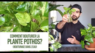 Comment bouturer la plante Pothos Conseils pour un bouturage TRÈS FACILE dans leau [upl. by Dal396]