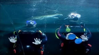 Shark Dive Xtreme at Sealife Sanctuary Manly Australia [upl. by Arlana]