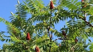 Plants To Know Staghorn Sumac [upl. by Ssalguod710]