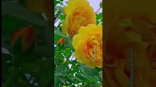 Beautiful natural flowersflowersBeautiful natural flowersflowers flowers beautifulflowers ros [upl. by Magel]