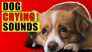 Dog Crying Sounds 15 Dog Breeds Crying Sound Effect Loud Whining Puppy Cry Sounds [upl. by Micheline]