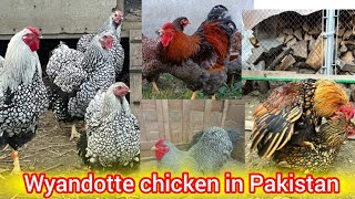 wyandotte chicken in Pakistan  silver laced wyandotte  golden laced wyandotte  wyandotte chicken [upl. by Ayalahs]