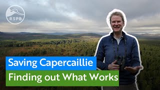 Creating better conditions for endangered Capercaillie at RSPB Scotlands Abernethy nature reserve [upl. by Hilaria]