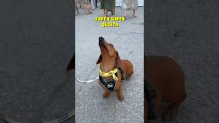 TRAICIONADA por mamá🥲🍅 perrosalchicha dachshund teckel dog perros subscribe mascotas [upl. by Nibla755]