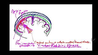 Intraneural blood vessels Intracranial nerves Termination of meninges at foramen by Dr Azmi Mohsin [upl. by Chrysler911]