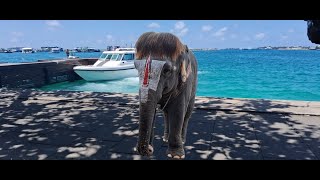 Maldives 🇲🇻 mannargudi shortvideo maldivestrip tamiltrending traveldestinations tamilsongjob [upl. by Anura741]