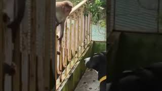 These chimps come by everyday to keep the doggo company video love dog monkey [upl. by Mehitable]