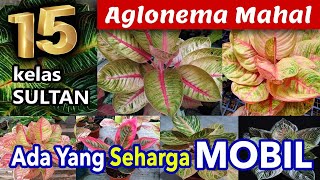 AGLONEMA MAHAL KELAS SULTAN ADA YANG SEHARGA MOBIL [upl. by Body270]