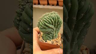 trichocereus pachanoi cristata suculentas plantassuculentas [upl. by Noorah]