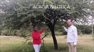 Acacia Nilotica tree important Health Benefits [upl. by Merat]