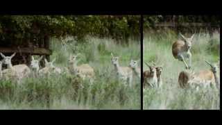 Visit Port Lympne Reserve [upl. by Khajeh969]