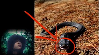 Warning Top 5 dangerous snakes [upl. by Ahsitan875]