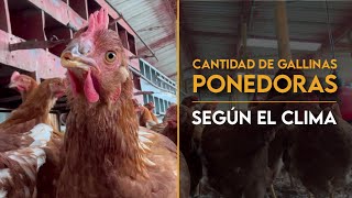 ¿Qué cantidad de GALLINAS PONEDORAS puedo tener en mi galpón  RM Agroinversiones [upl. by Tremain]