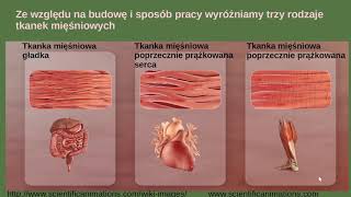 Tkanka mięśniowa Tkanki zwierzęce [upl. by Mccreary]