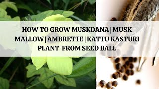 How to Grow Muskdana  Musk Mallow  Ambrette  Kattu Kasturi plant from Seed Ball [upl. by Pence397]